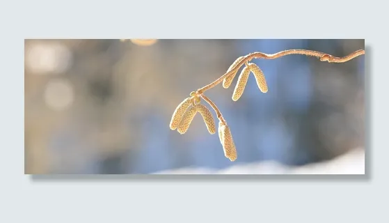榛树、树、树枝、卡尔、冬天、特写、聚焦前景、无人 榛树、树、树枝、卡尔、冬天、特写、聚焦前景、无人