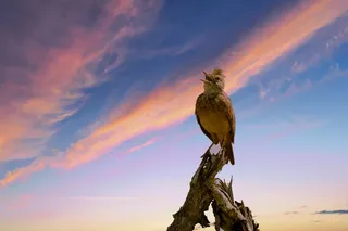 棕色鸟栖息在浮木上的低角度照片