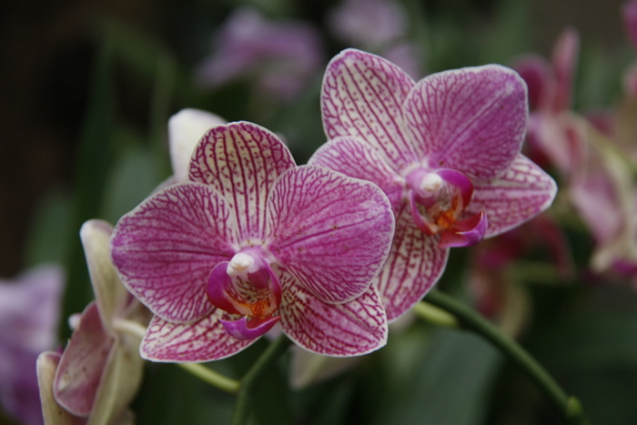兰花、蝴蝶兰、花园、花卉、开花植物、植物、自然之美、新鲜度