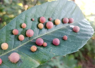 或蜜蜂苛刻，蜜蜂，知道编辑，kallima，去橡树，宇宙，叶子，橡子