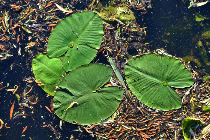 睡莲，植物，睡莲垫，叶子，水生植物，漂浮，水，池塘