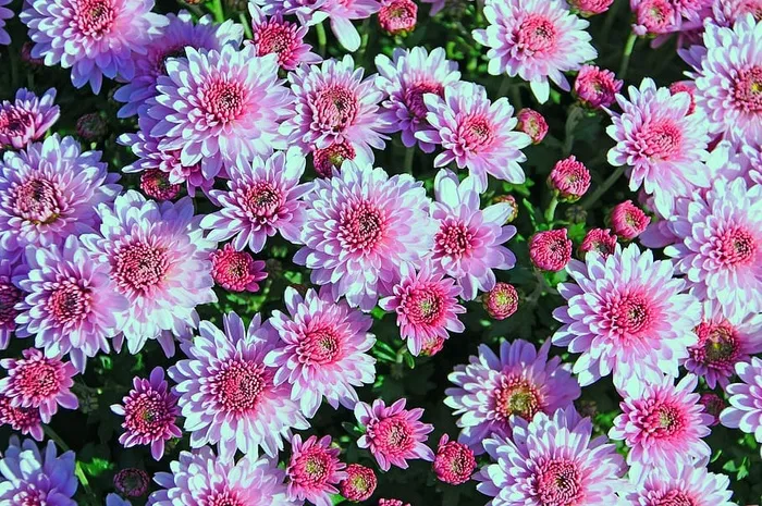 秋天，秋天的花朵，紫色，粉色，叙利亚*，舒适，浪漫，自然