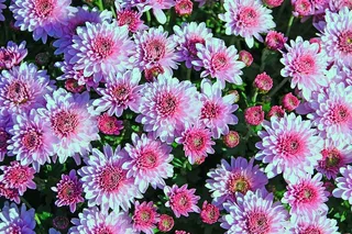 秋天，秋天的花朵，紫色，粉色，叙利亚*，舒适，浪漫，自然