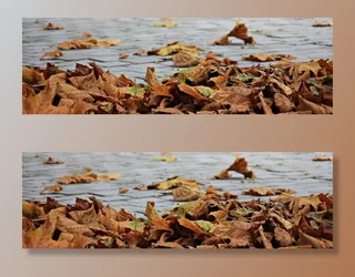 特写，摄影，干燥，树叶，身体，水，秋天，树叶