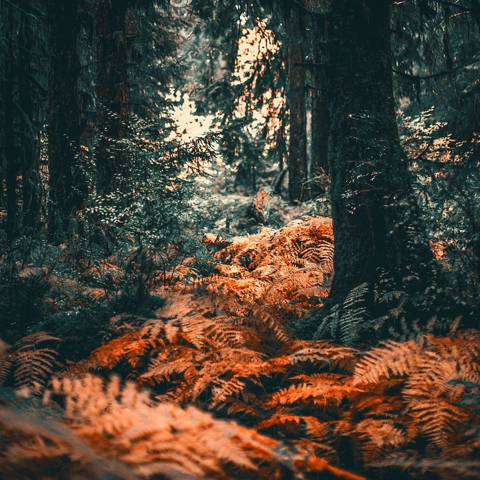 树木，森林，秋天，灌木，华盛顿，国家公园，秋天的颜色，十月