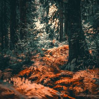 树木，森林，秋天，灌木，华盛顿，国家公园，秋天的颜色，十月