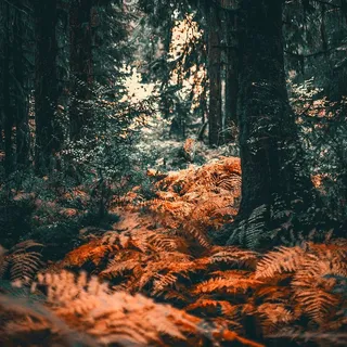 树木，森林，秋天，灌木，华盛顿，国家公园，秋天的颜色，十月