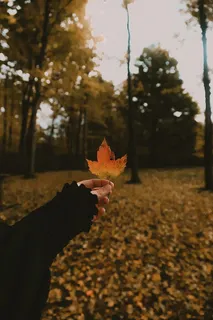 树叶，树叶，秋天，秋天，秋天，枫叶，枫叶，十月