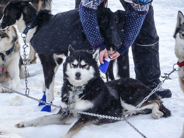 成人，黑人，白人，阿拉斯加雪橇犬，焦点照片，阿拉斯加雪橇犬，哈士奇