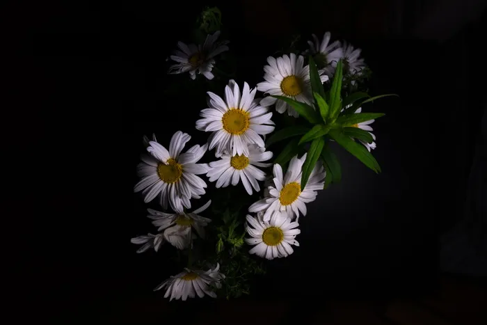 白色花瓣的花