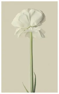 特写,摄影,白色,郁金香,毛茛,花,开花,开花 特写,摄影,白色,郁金香,毛茛,花,开花,开花