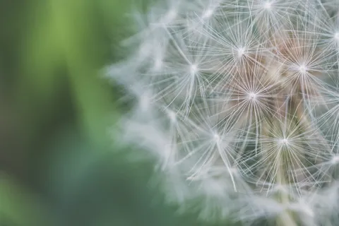 蒲公英特写照片 蒲公英特写照片