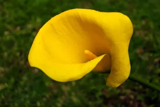 墨盒, 恶魔, 卡拉, 黄色, 植物, 新鲜, 特写, 开花植物