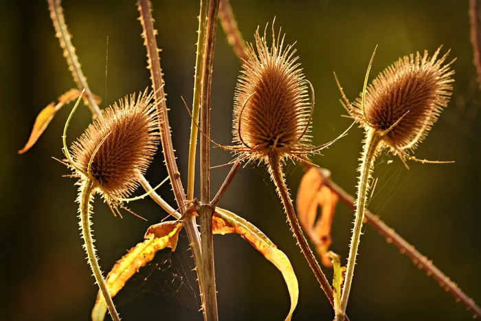 野生挑逗，植物，种子头状，草本，二年生，自然，特写，聚焦前景