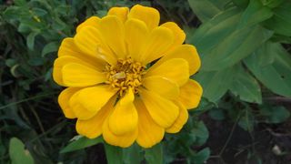 merchant louis，flower macro-2017，苔藓，黄色，开花植物，花朵，新鲜度，植物