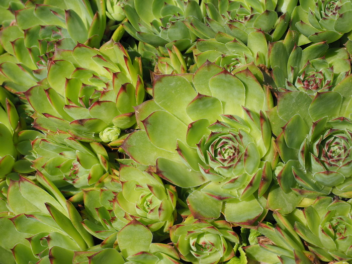 韭菜，sempervivum，石头花园，植物，肉质，叶子，绿色，厚