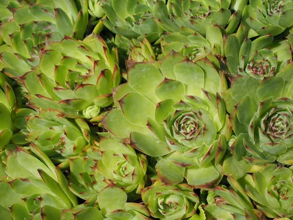 韭菜,sempervivum,石头花园,植物,肉质,叶子,绿色,厚 韭菜,sempervivum,石头花园,植物,肉质,叶子,绿色,厚