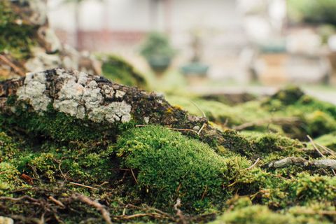 新加坡，中国花园，树皮，自然，绿色，缩放，苔藓，植物