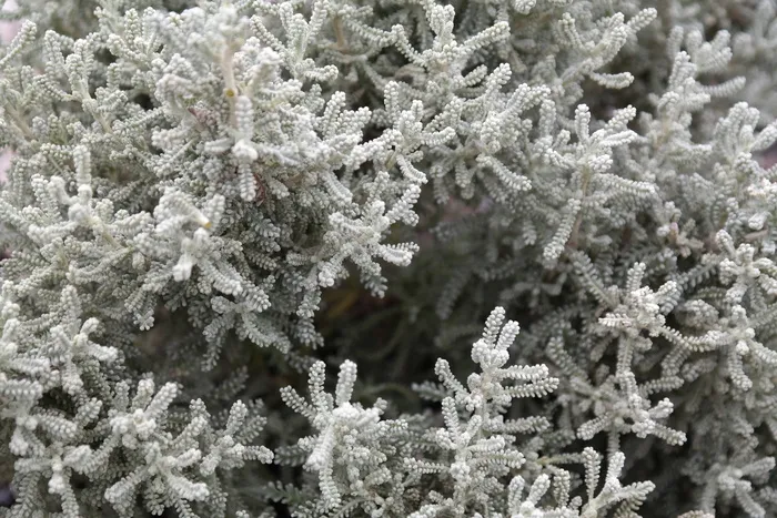矮生灌木、灌木、洋槐、洋槐、洋槐、菊科、观赏植物
