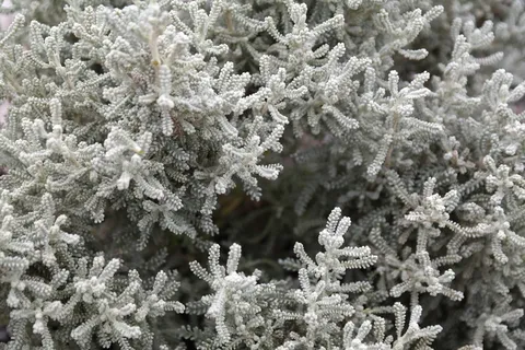 矮生灌木、灌木、洋槐、洋槐、洋槐、菊科、观赏植物 矮生灌木、灌木、洋槐、洋槐、洋槐、菊科、观赏植物