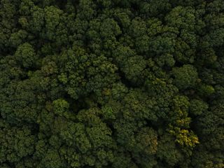 美国，灯塔，灯塔山小径，树梢，森林，树林，探险，远足