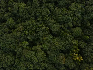美国，灯塔，灯塔山小径，树梢，森林，树林，探险，远足