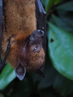 飞狗，aethalops，哺乳动物，fledertier，翼手目，翼足目，银翼翼手目，依附