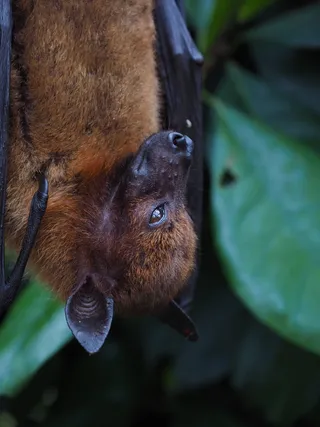 飞狗，aethalops，哺乳动物，fledertier，翼手目，翼足目，银翼翼手目，依附
