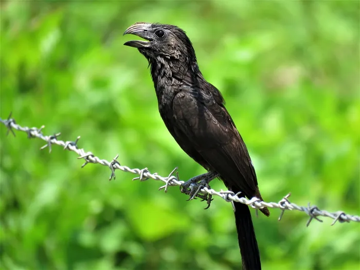 槽喙ani，槽，ani，鸟，羽毛，动物，带刺铁丝网，食草动物