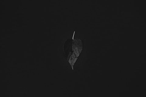 浅，聚焦摄影，树叶，植物，自然，黑暗，黑色，没有人