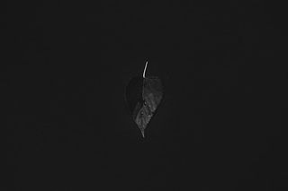 浅，聚焦摄影，树叶，植物，自然，黑暗，黑色，没有人