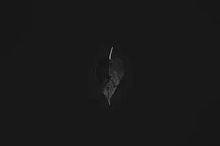 浅，聚焦摄影，树叶，植物，自然，黑暗，黑色，没有人