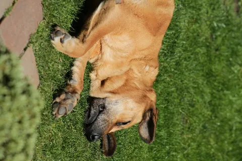 棕色的狗躺在草地上