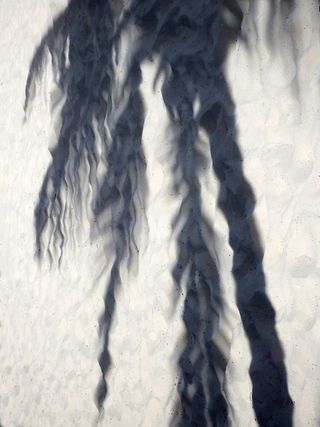 沙滩上热带棕榈树的影子