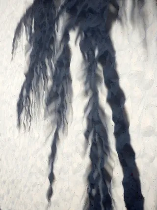 沙滩上热带棕榈树的影子