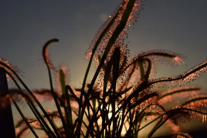drosera capensis，食肉动物植物，日落，植物，粘着腺，食肉动物，自然，食肉动物