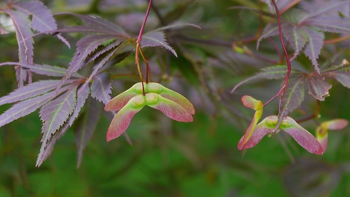 一种日本红枫树的种子翅膀，叶子有花边。