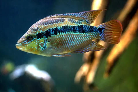 棕色鱼类摄影,鱼类,水下,自然,水,水族馆,野生动物,游泳 棕色鱼类摄影,鱼类,水下,自然,水,水族馆,野生动物,游泳