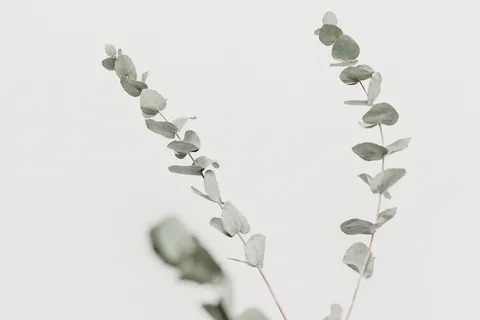 绿叶植物的特写摄影 绿叶植物的特写摄影