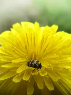 花, 蒲公英, 甲虫, 曲折, 黄色花, 自然, 蜜蜂, 特写 花, 蒲公英, 甲虫, 曲折, 黄色花, 自然, 蜜蜂, 特写