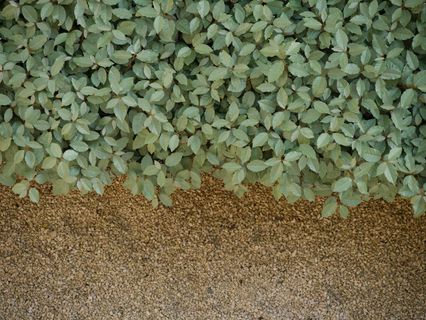 法国、波尔多、禅宗、壁纸、自然、柔和、lumix、白天