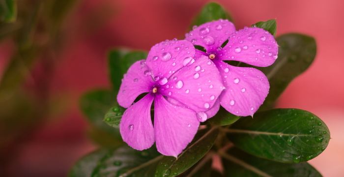 花，雨滴，粉色花瓣，花园，自然，植物，植物，宏观