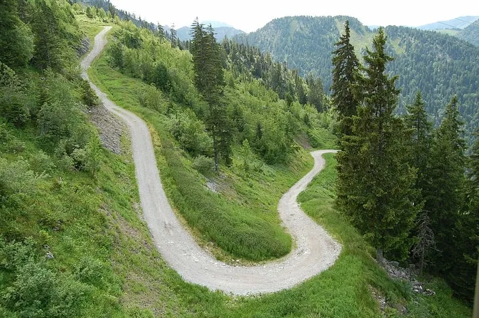 土路，小山，曲线，道路，松树，树木，绿色，草
