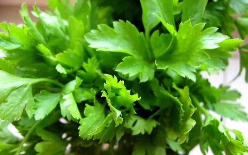 欧芹、绿色、植物、香料、绿色、叶子、植物部分、食品和饮料 欧芹、绿色、植物、香料、绿色、叶子、植物部分、食品和饮料
