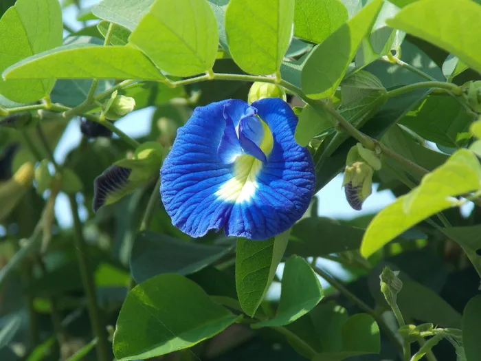 阴蒂，亚洲鸽翅，鸽翅，花瓣，植物，花，树叶，花朵