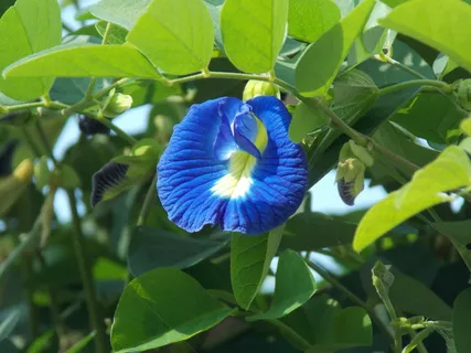 阴蒂,亚洲鸽翅,鸽翅,花瓣,植物,花,树叶,花朵 阴蒂,亚洲鸽翅,鸽翅,花瓣,植物,花,树叶,花朵