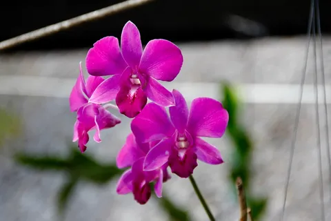 兰花,开花,开花,花,植物,自然,野生兰花,植物 兰花,开花,开花,花,植物,自然,野生兰花,植物