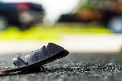 羽毛，波基，50毫米，地面，选择性聚焦，白天，特写，无人