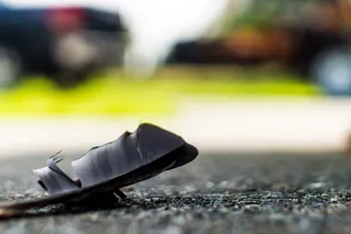 羽毛，波基，50毫米，地面，选择性聚焦，白天，特写，无人