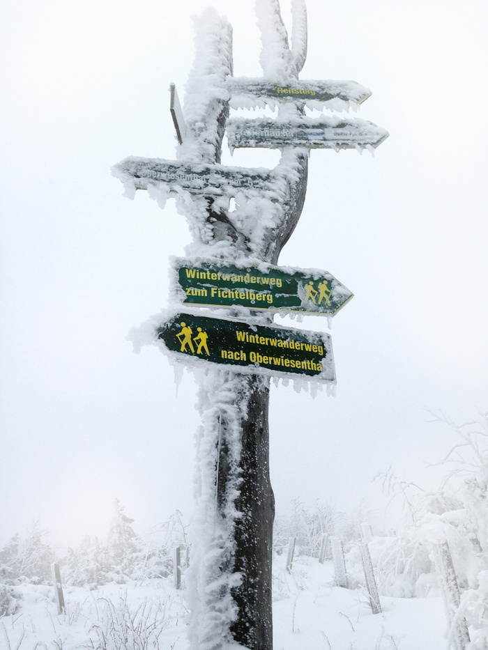 冬天，雪，外出，目录，盾牌，树木，森林，野外滑雪